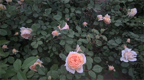WP_20160508_18_07_00_Pro.jpg