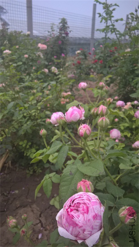 WP_20160508_18_09_04_Pro.jpg