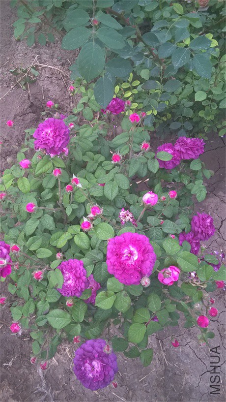 WP_20160508_18_09_34_Pro.jpg