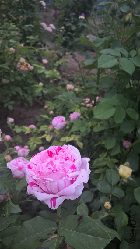WP_20160508_18_09_50_Pro.jpg