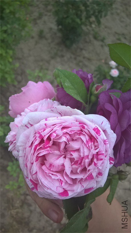 WP_20160508_18_23_26_Pro.jpg