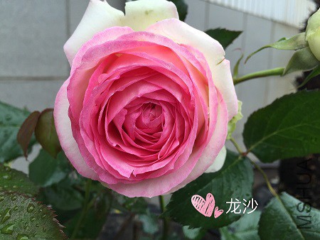 IMG_9981.JPG