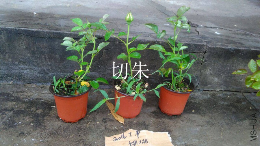 QQͼƬ20160509142714.jpg