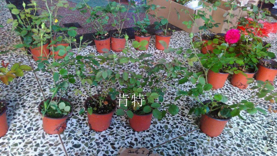 QQͼƬ20160509142743.jpg