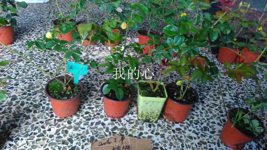 QQͼƬ20160509142746.jpg