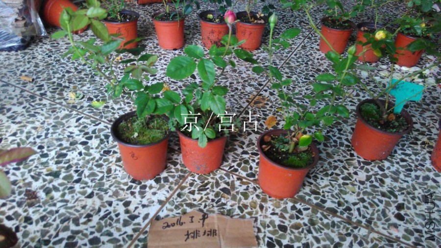 QQͼƬ20160509142748.jpg