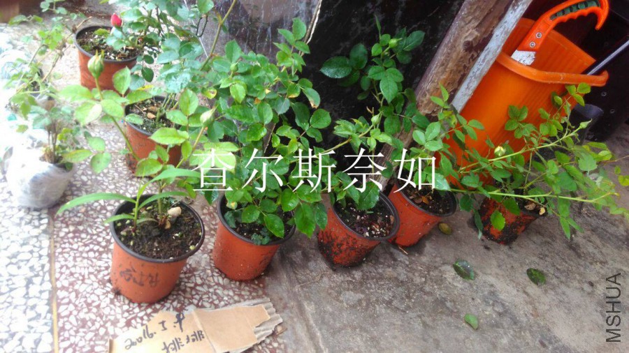 QQͼƬ20160509142806.jpg