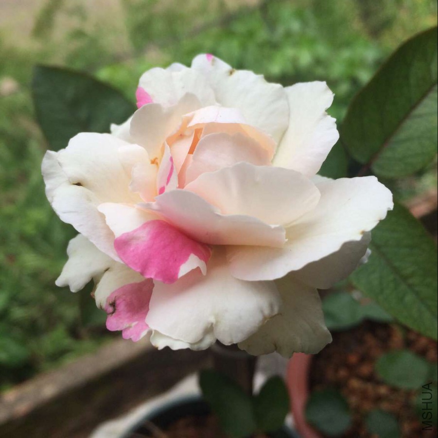 Ǯ������.jpg