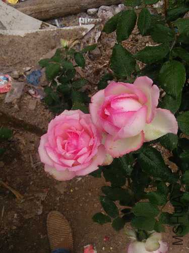 IMG20160509144620.jpg