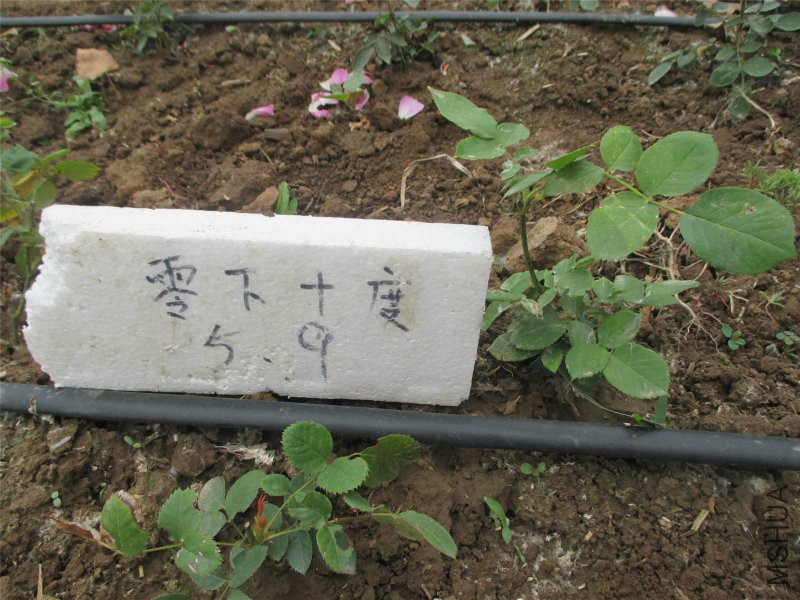 夏日花火.jpg