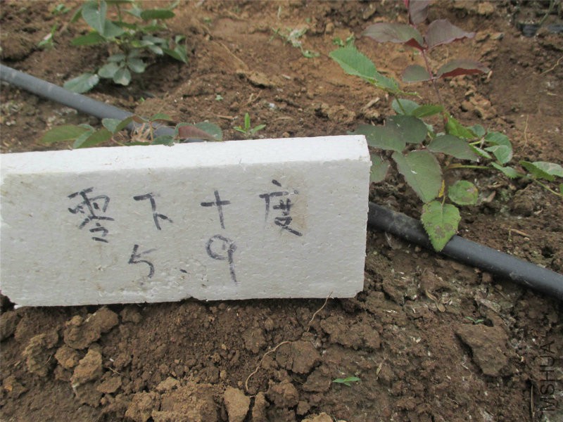 伊芙�
