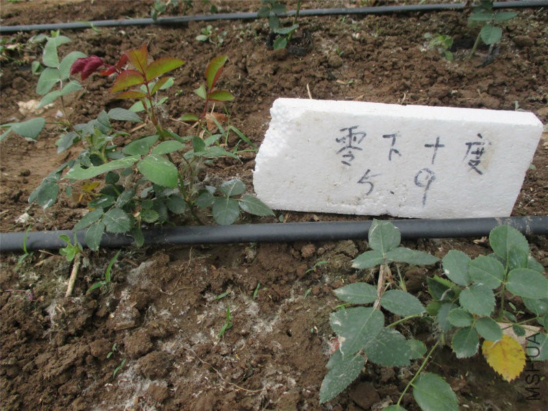 友�?.jpg