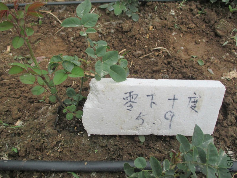 抓破美人�
