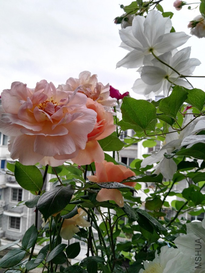 IMG_20160423_121738.jpg