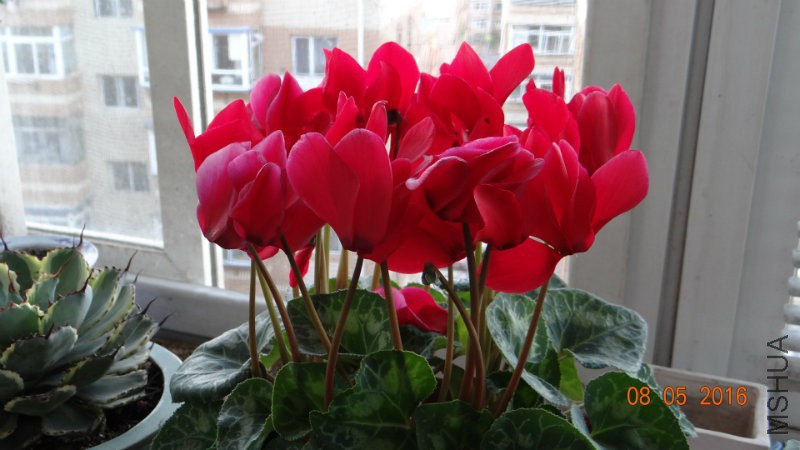 DSC01163.JPG