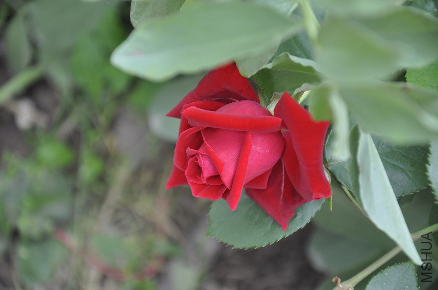 _DSC0754.JPG