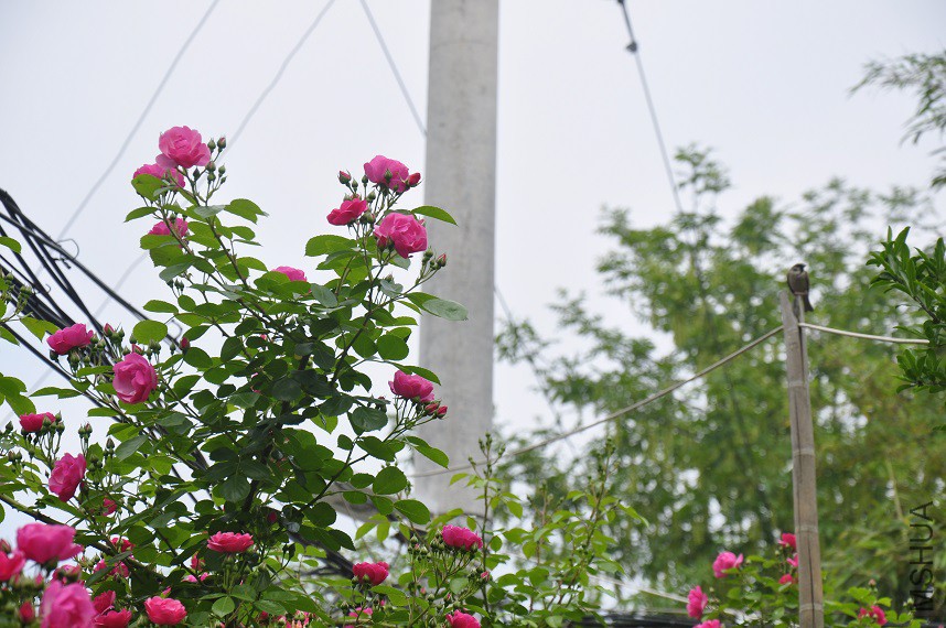 _DSC0762.JPG