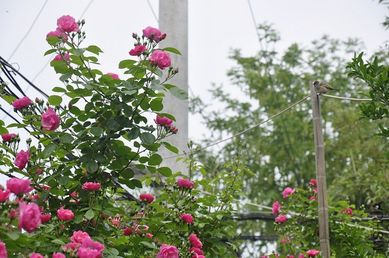 _DSC0763.JPG