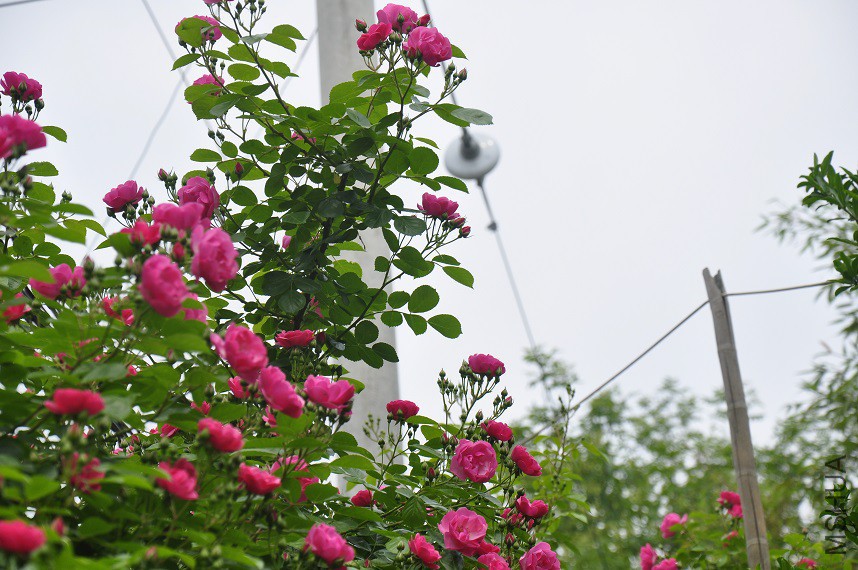 _DSC0767.JPG