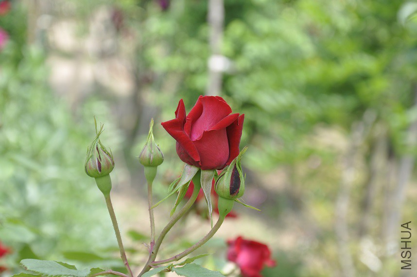 _DSC0795.JPG