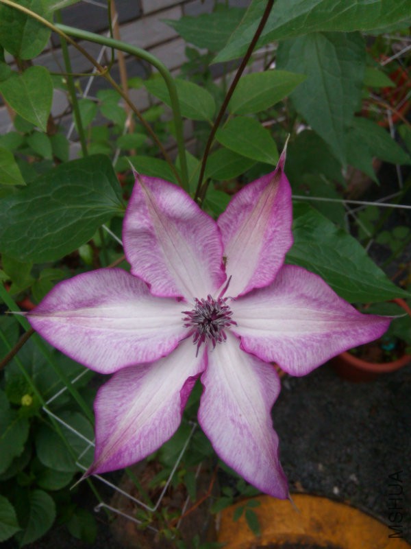 20150411075328乌托�