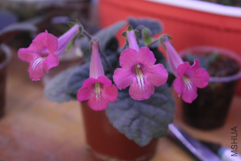 Sinn.Hcy's Cherry Soda (3)_800x533.JPG