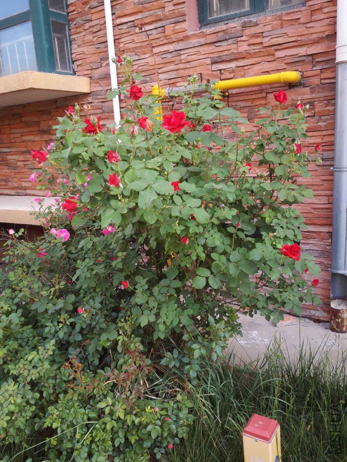 IMG_20160507_075959.jpg