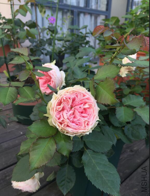 QQ��ͼ20160510140917.jpg