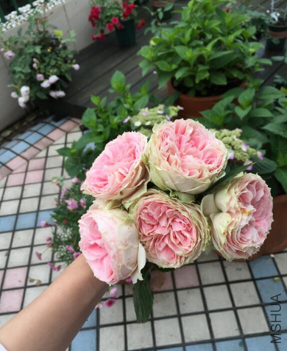 QQ��ͼ20160510140926.jpg