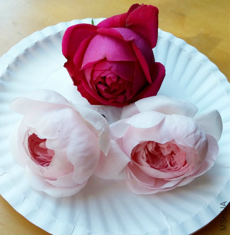 20160507_160637-1.jpg