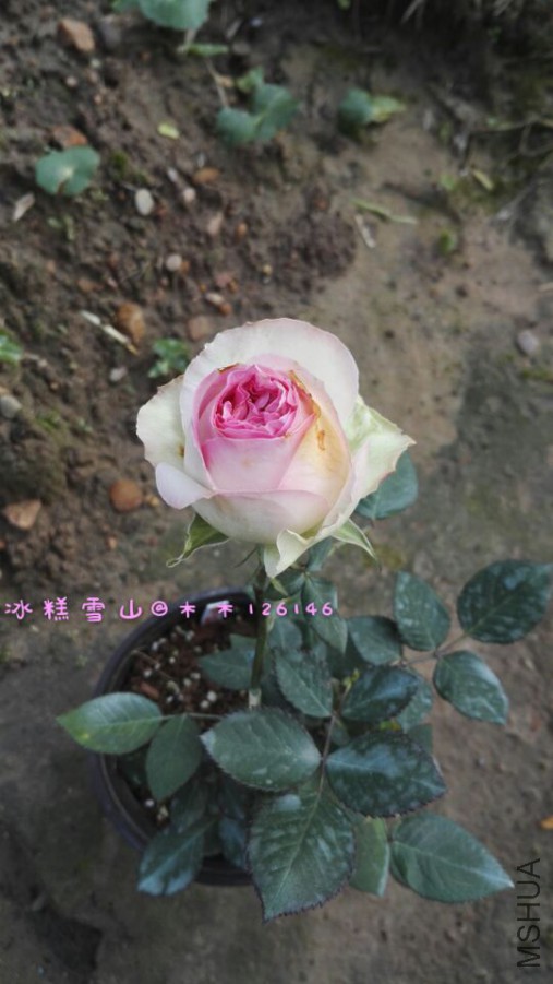 6179dcf901423234.jpg