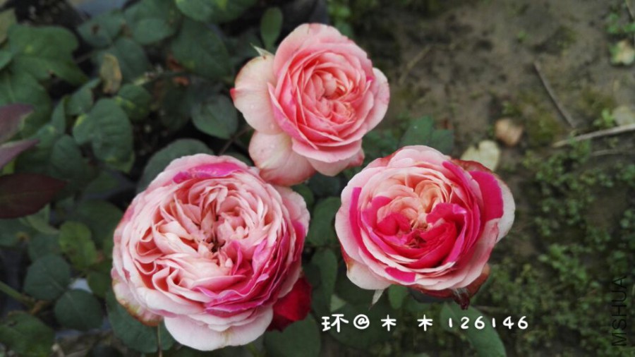 -16d8a80a4b48d51f.jpg
