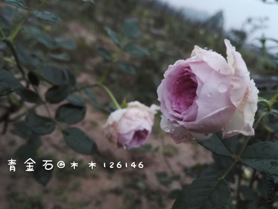 56d2bfc87a543bf3.jpg
