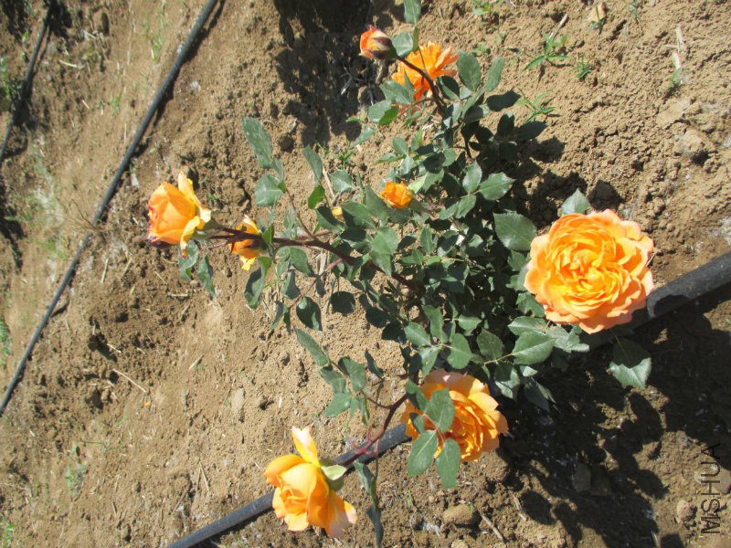 IMG_1443.JPG