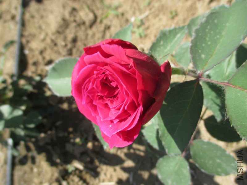 IMG_1447.JPG