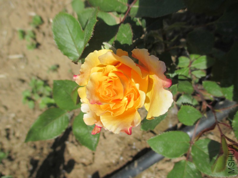 IMG_1455.JPG