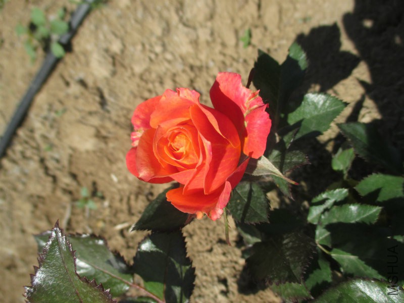 IMG_1460.JPG
