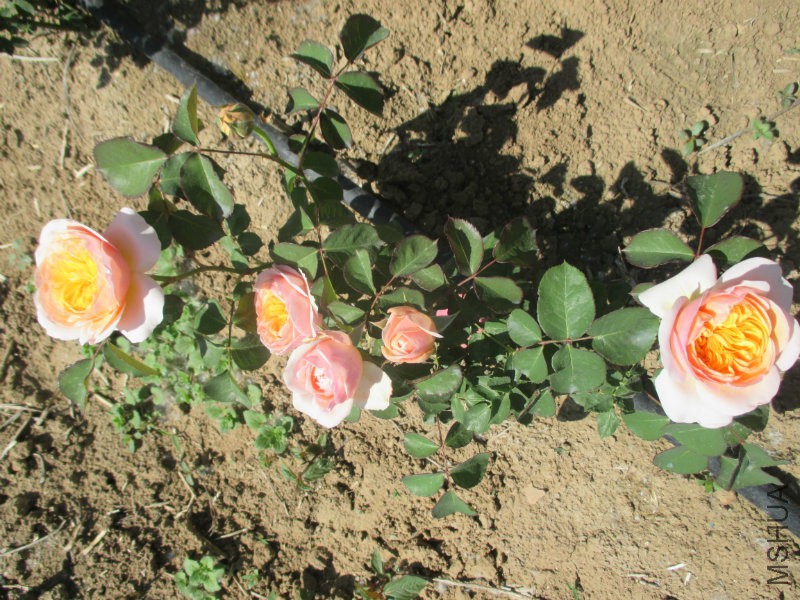 IMG_1464.JPG