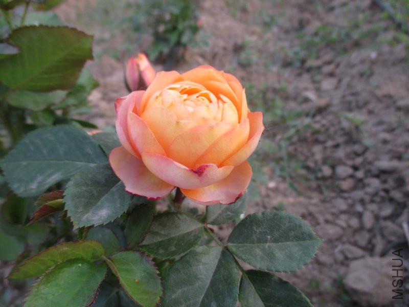 IMG_1475.JPG