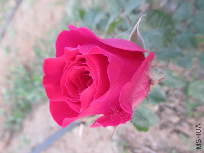 IMG_1478.JPG
