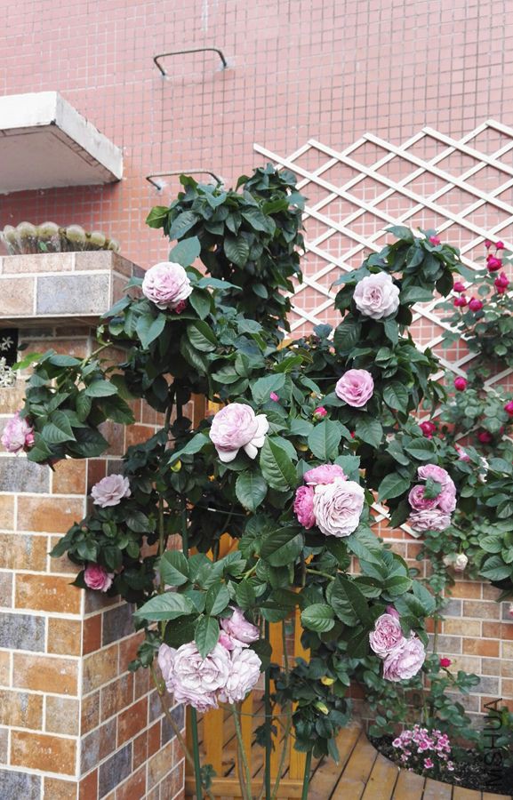 IMG_20160422_190841.jpg