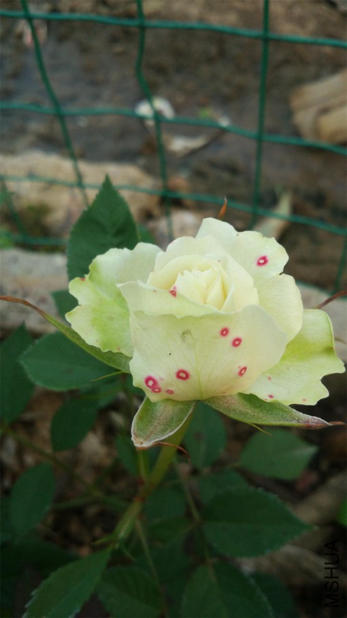 184626sktu2d5pjpku707g.jpg