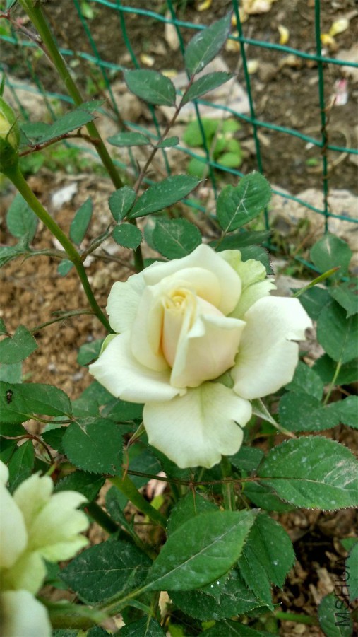 IMG_20160510_181950_HDR.jpg
