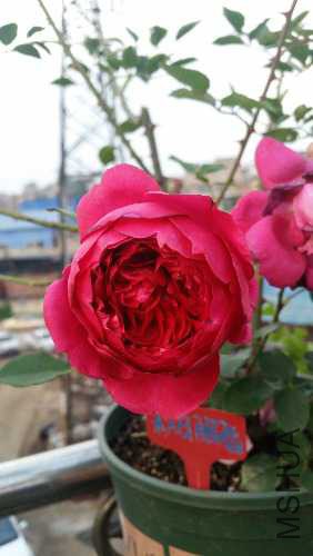 20160511_064353.jpg