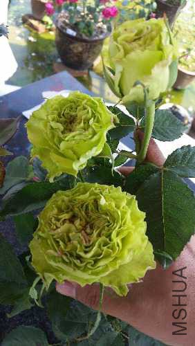 20160504_144746.jpg