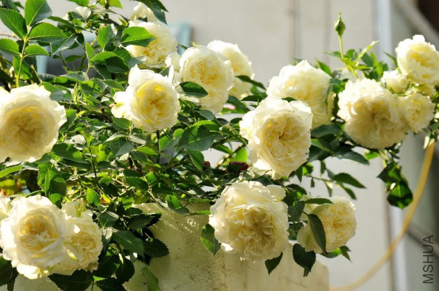 psb (9).jpg