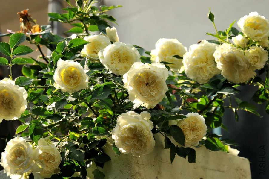 psb (10).jpg