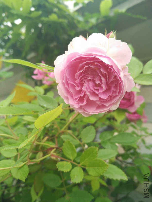 IMG_20160427_073035.jpg