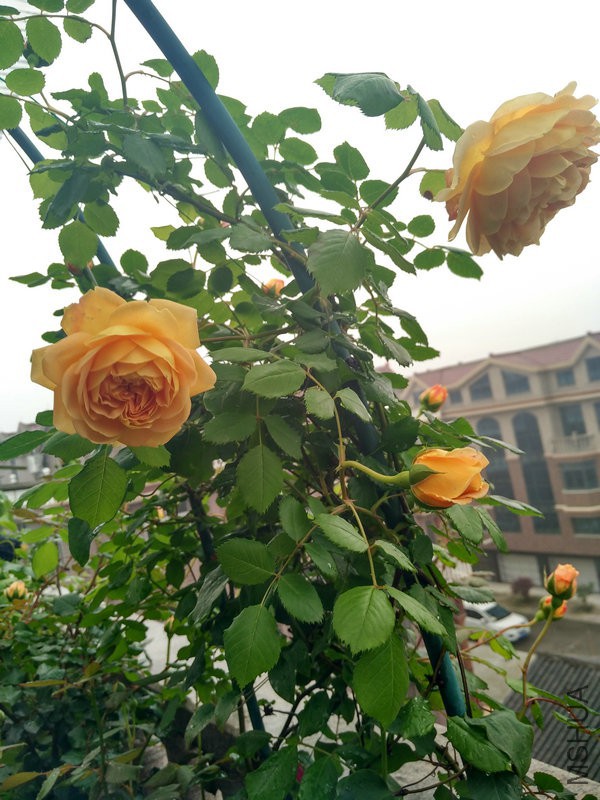 IMG_20160427_073046_HDR.jpg