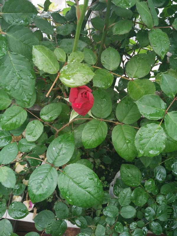 IMG_20160427_073137.jpg
